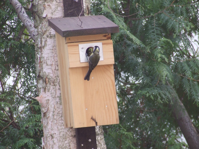 blue tit in the nest box