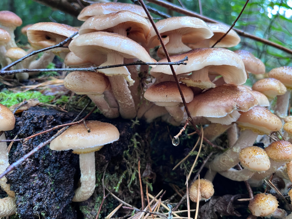 Armillaria (Fr.) Staude